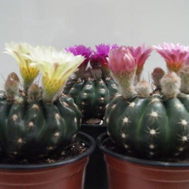 Notocactus uebelmannianus